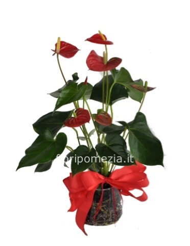 Pianta di anthurium con ceramica