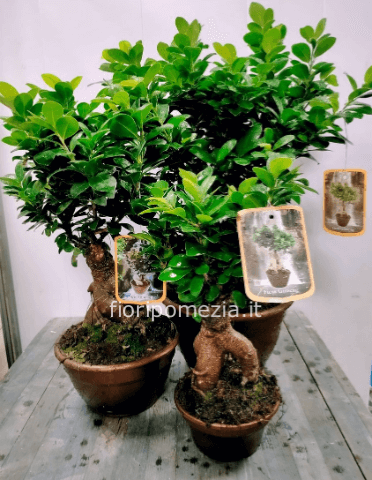 Pianta di bonsai benjamin ginseng