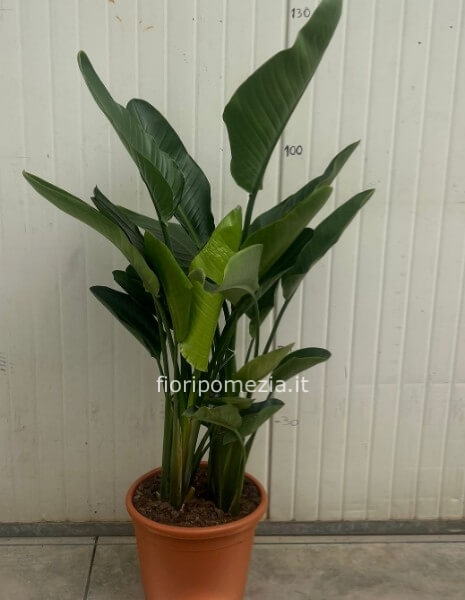 Strelitzia Nicolai
