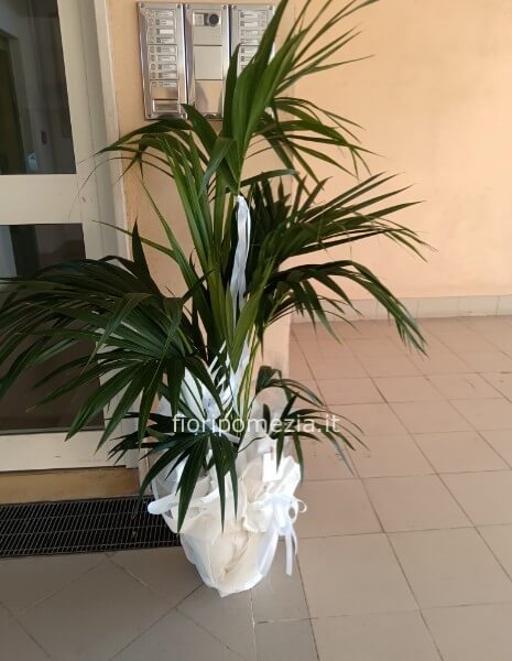 Kentia
